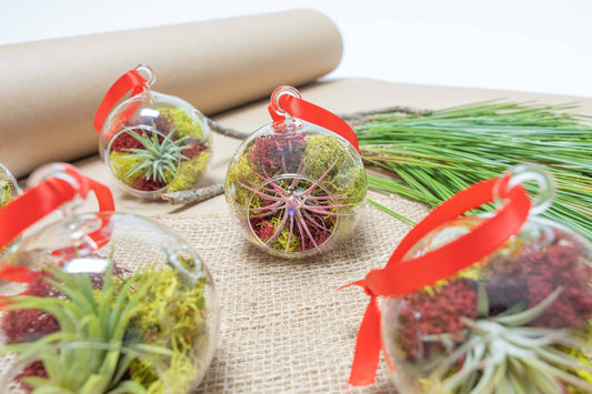 Mini Jolly Ornament with Tillandsia Ionantha Air Plant