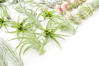 Tillandsia Air Plant