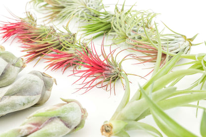 Tillandsia Air Plant