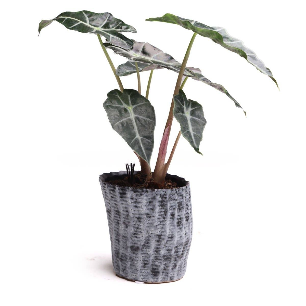 Katakana Japanese Planter Handmade Orchid Pot New For 2025