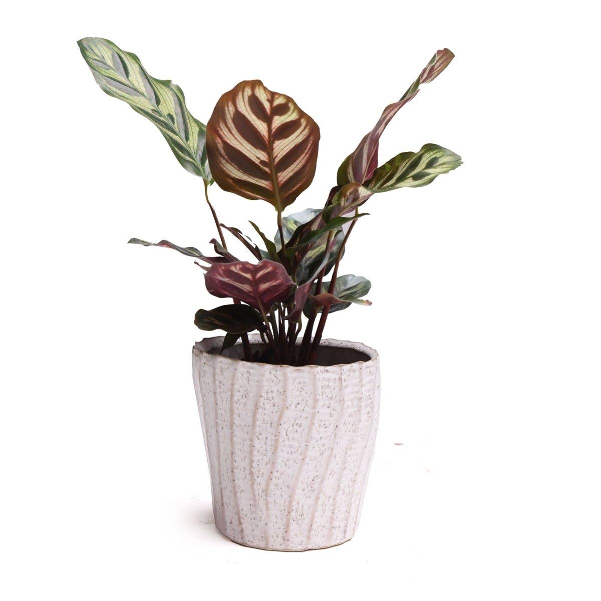 Katakana Japanese Planter Handmade Orchid Pot New For 2025