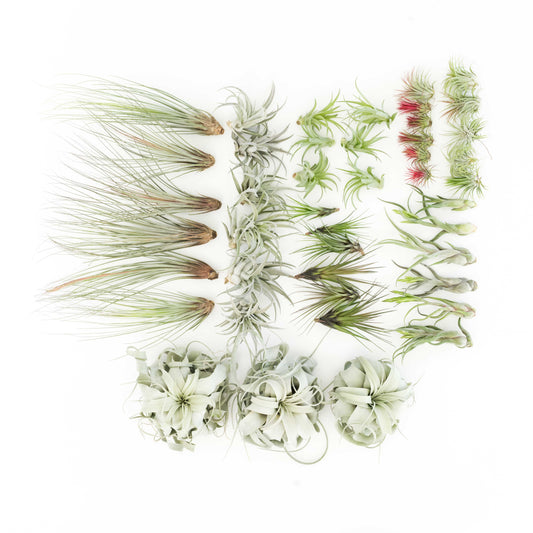 Tillandsia Air Plant