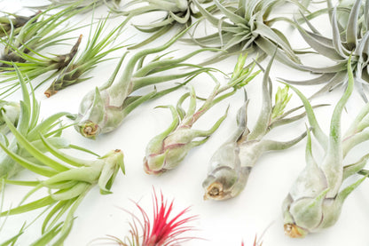Tillandsia Air Plant