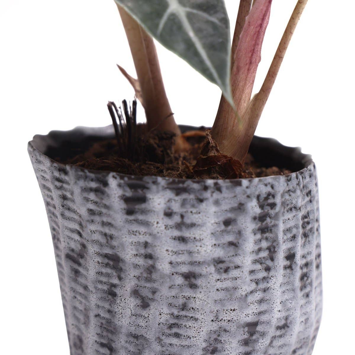 Katakana Japanese Planter Handmade Orchid Pot New For 2025