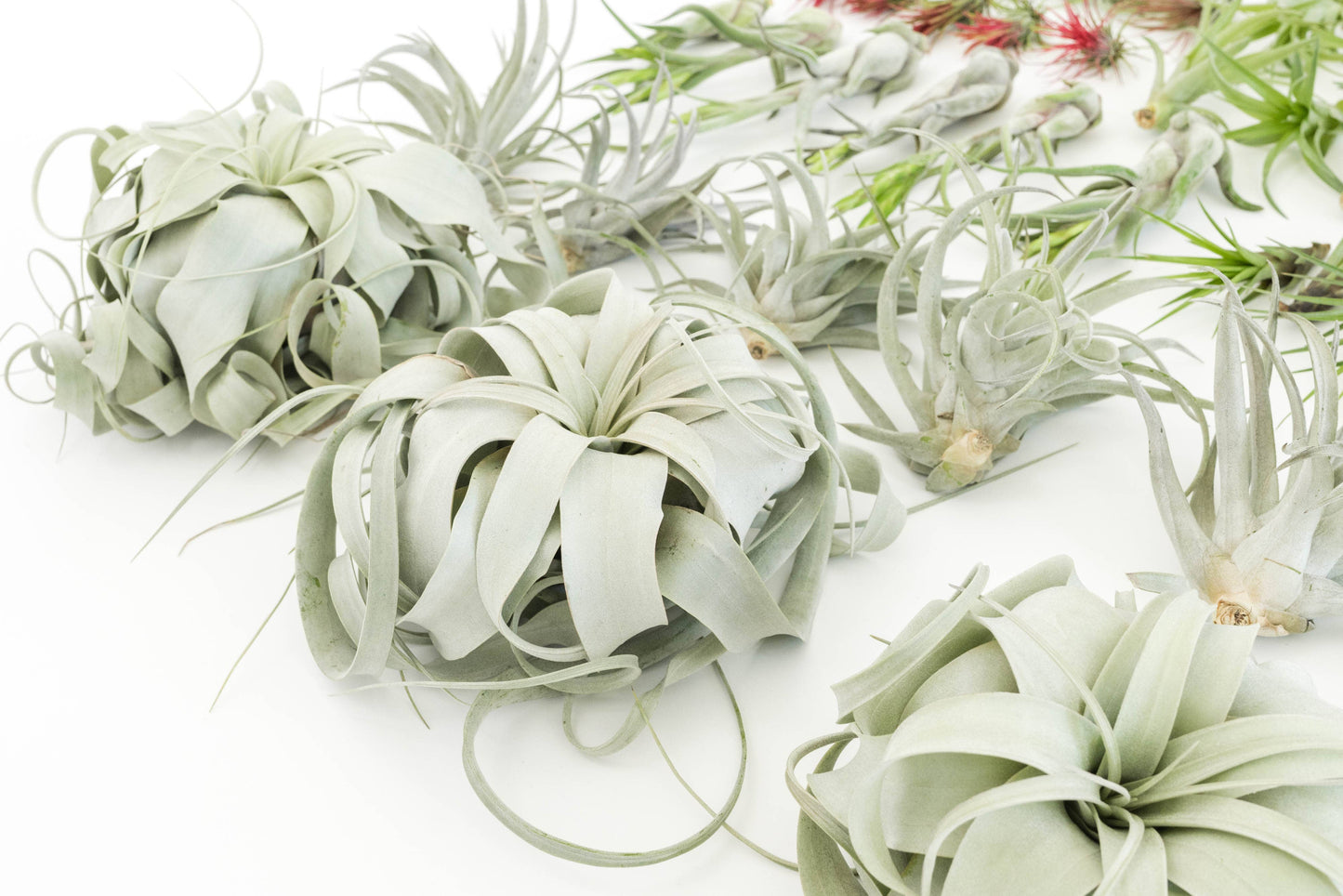 Tillandsia Air Plant