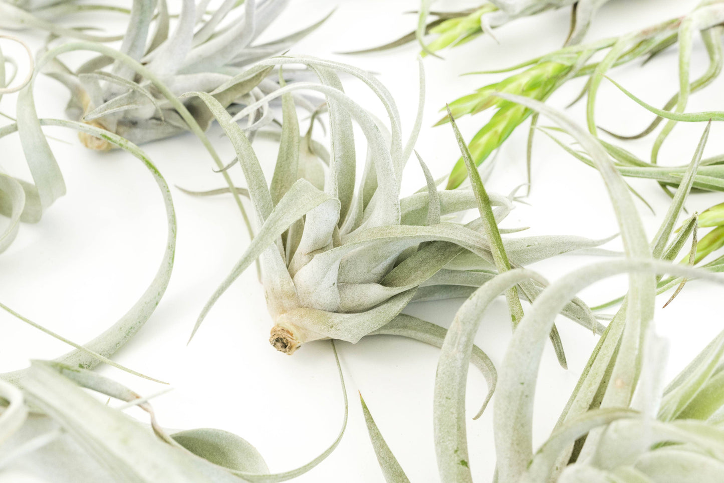 Tillandsia Air Plant