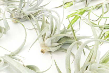 Tillandsia Air Plant