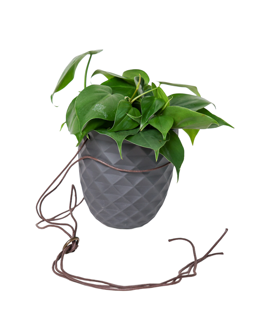 Thimble 5" Hanging Planter