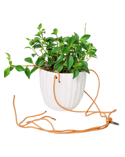 Virago Ceramic Modern Hanging Planter