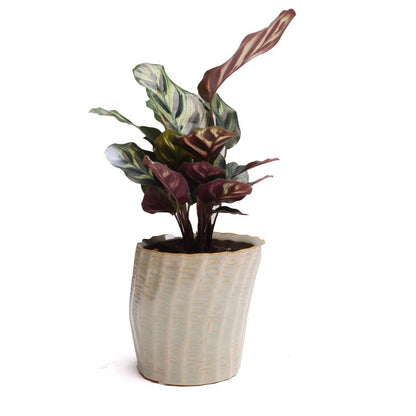 Katakana Japanese Planter Handmade Orchid Pot New For 2025