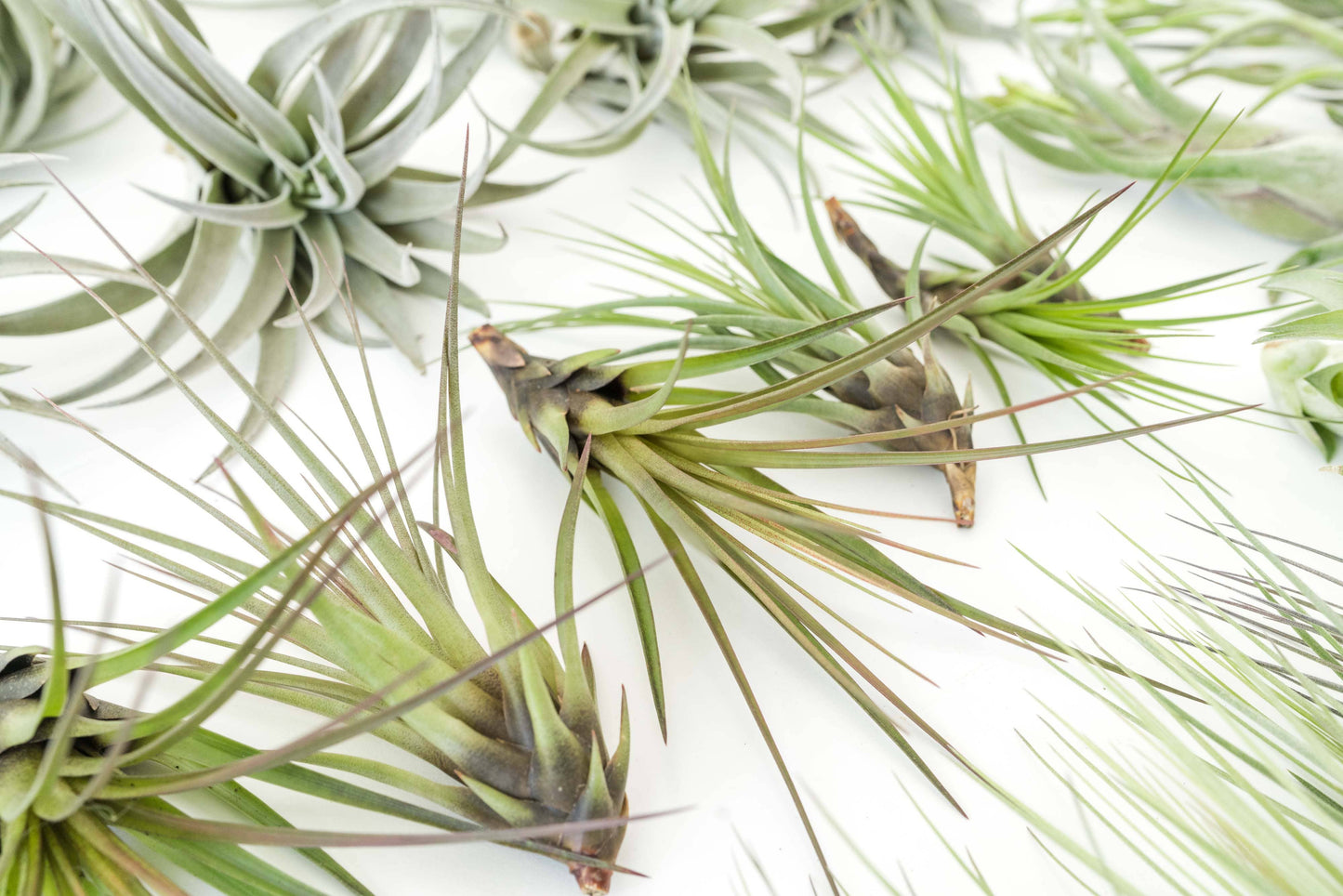 Tillandsia Air Plant