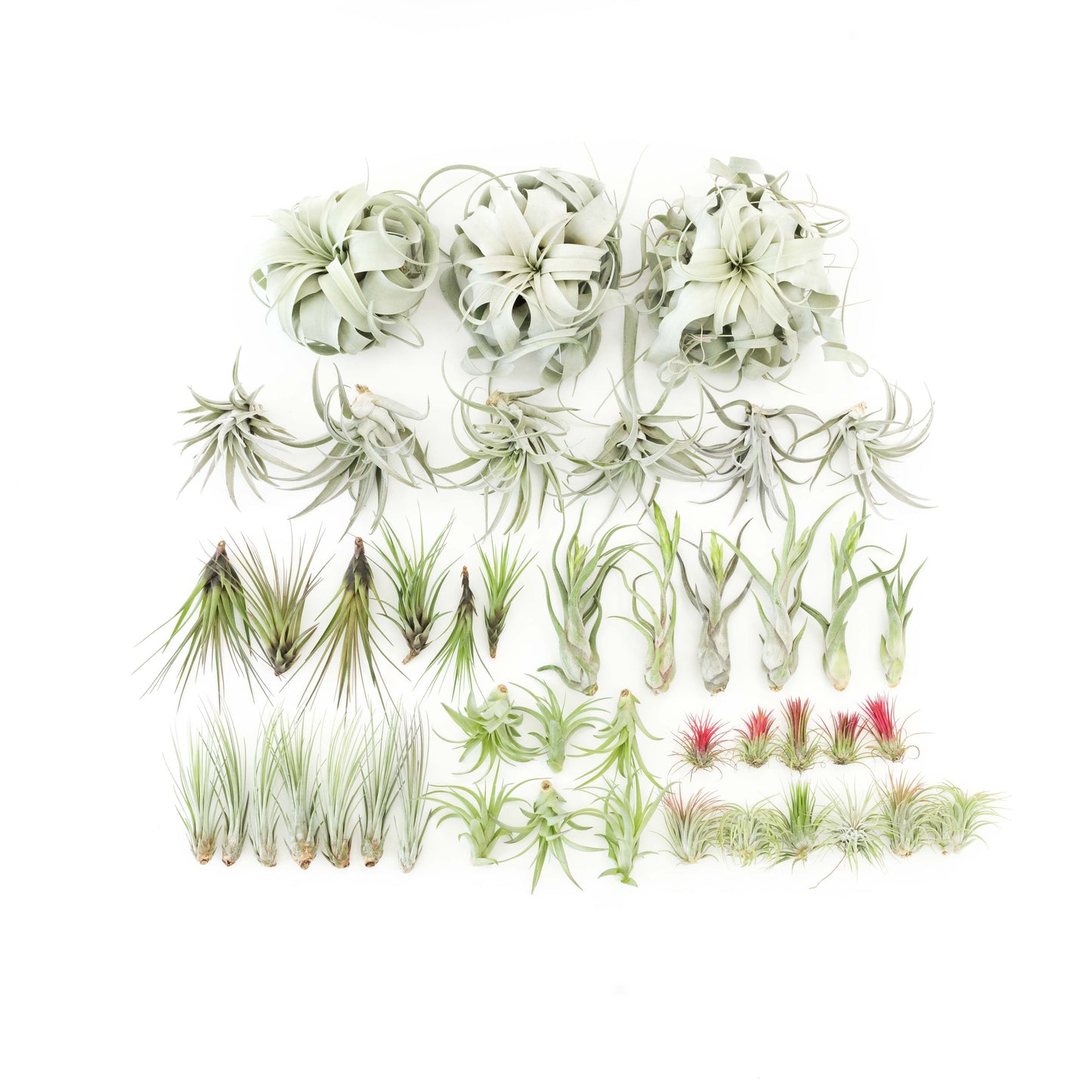 Tillandsia Air Plant