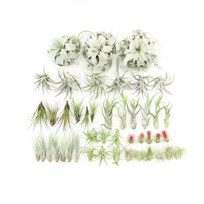 Tillandsia Air Plant