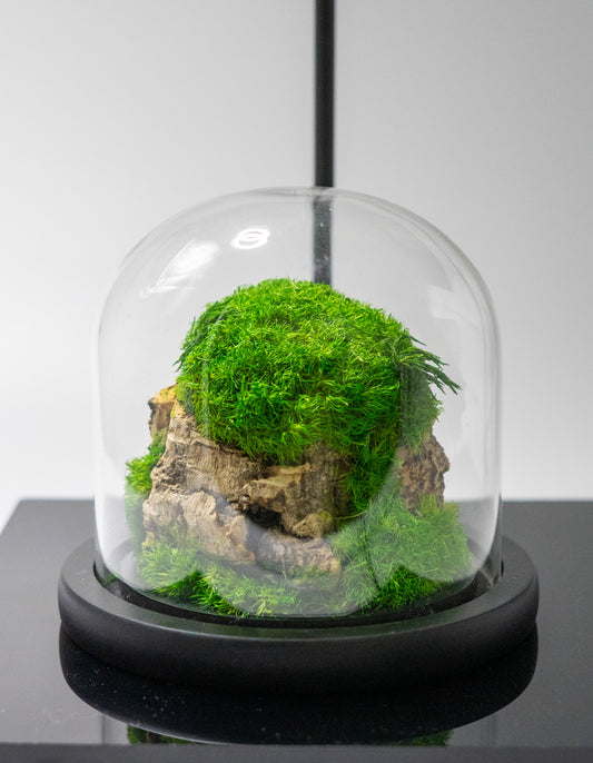 Glass Dome Preserved Moss Terrarium Home Decor