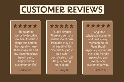 Tillandsia Air Plant