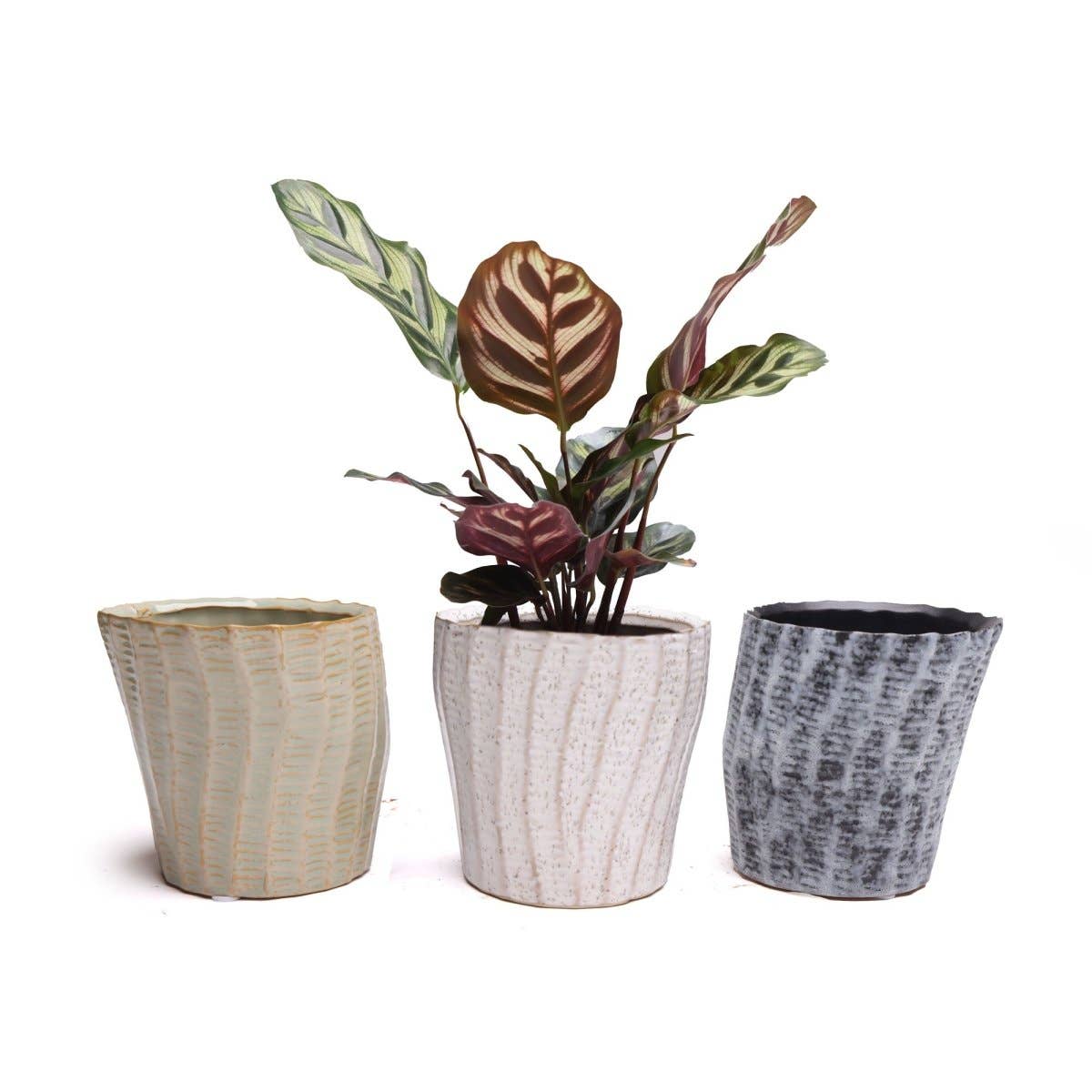 Katakana Japanese Planter Handmade Orchid Pot New For 2025