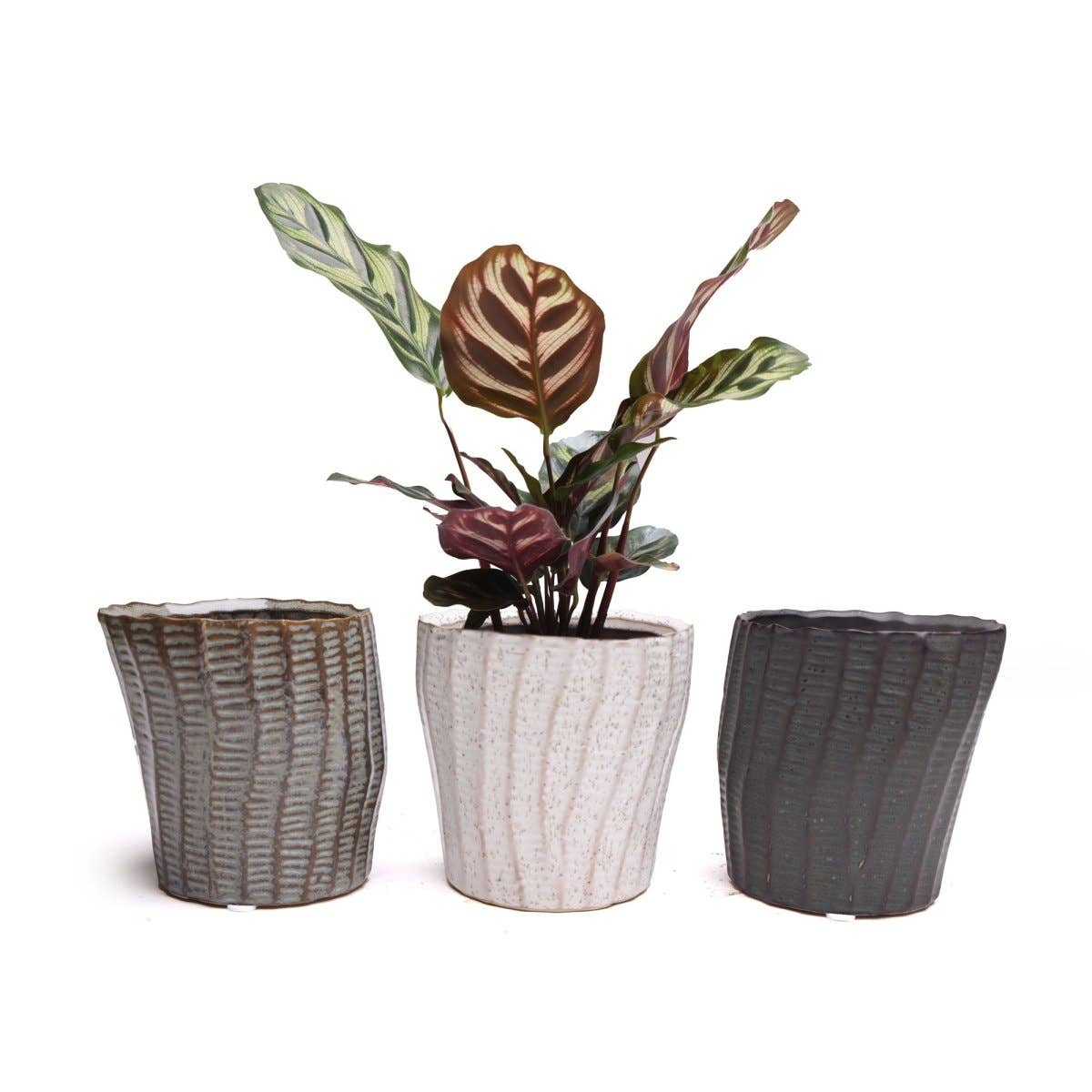 Katakana Japanese Planter Handmade Orchid Pot New For 2025