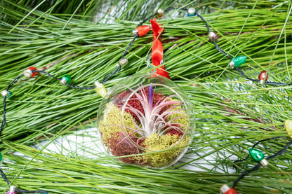 Mini Jolly Ornament with Tillandsia Ionantha Air Plant
