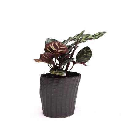 Katakana Japanese Planter Handmade Orchid Pot New For 2025