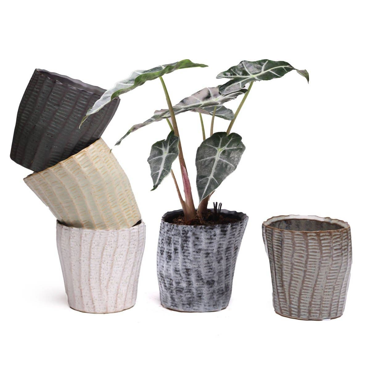 Katakana Japanese Planter Handmade Orchid Pot New For 2025