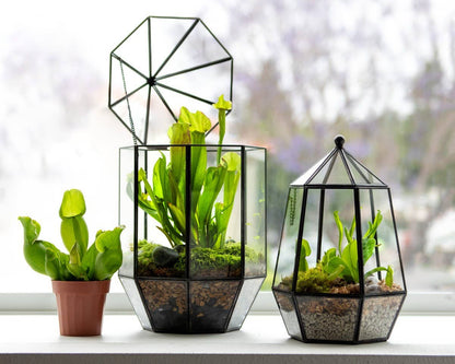 Glass Terrarium