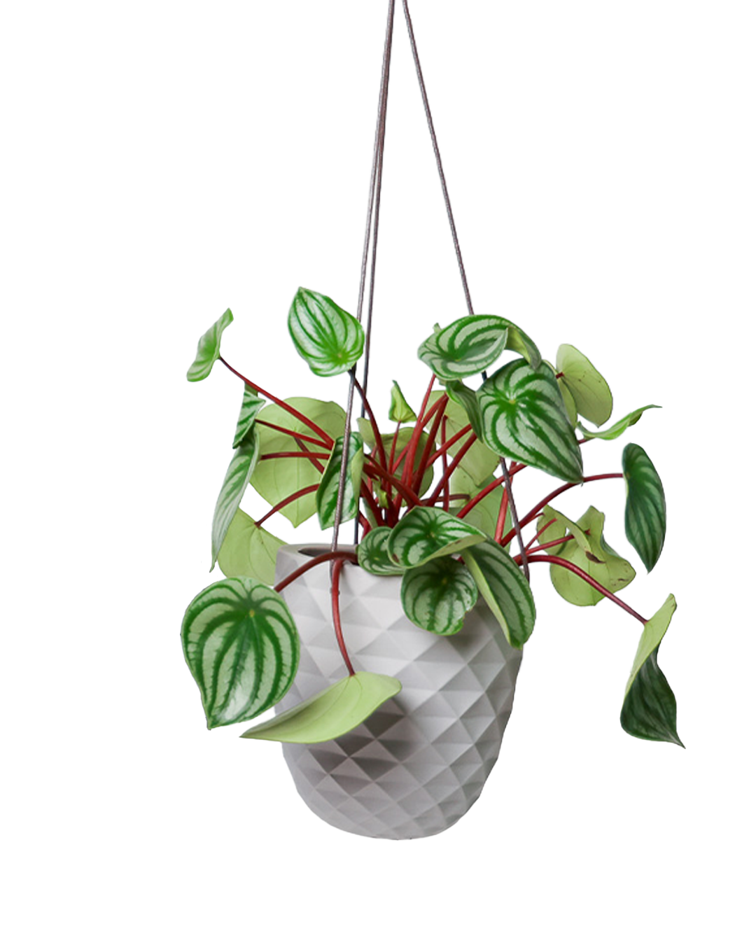 Thimble 5" Hanging Planter
