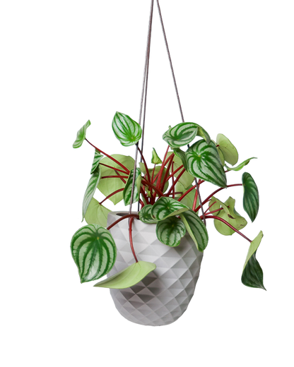 Thimble 5" Hanging Planter