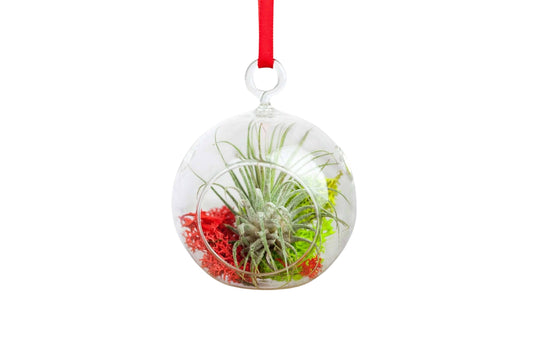 Mini Jolly Ornament with Tillandsia Ionantha Air Plant