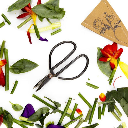 Edward Plant Scissors/ Gardening 
Plant Accessories