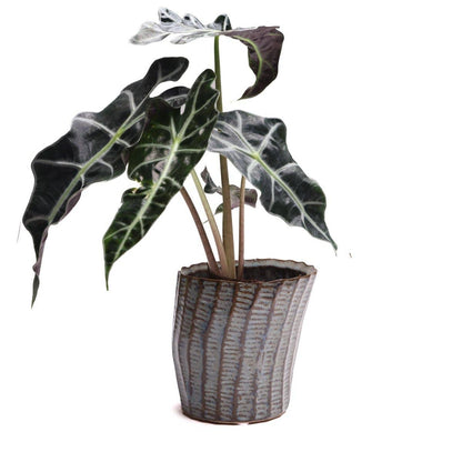 Katakana Japanese Planter Handmade Orchid Pot New For 2025