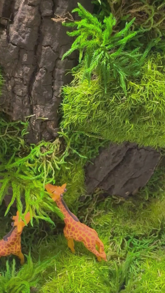 Giraffe Forest Preserved Moss Box Terrarium Desktop Centerpiece